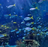 Aquariums