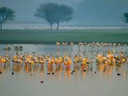 Sanand Yellow Pages